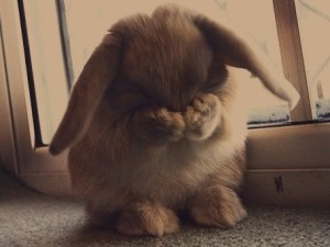 embarrassed-bunny-is-embarrassed-168839-456-342_large